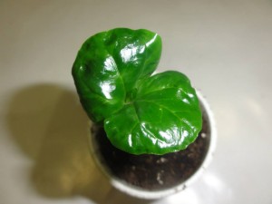 Coffea Racemosa seeds | World Seed Supply