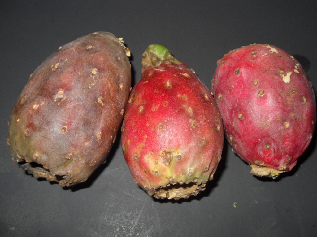 thumbnail interactive-video image 1 of 30 Seeds Of Prickly Pear Cactus (Opuntia Polyacantha) - Cold & Drought Resistant 1 of 6