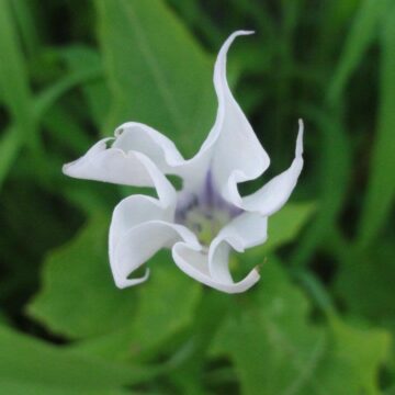 Datura