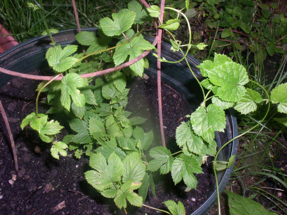 thumbnail image 2 of Wild Hops Seeds – 12 To 1000 Seeds – Humulus Lupulus Vine Seeds For Planting 2 of 6
