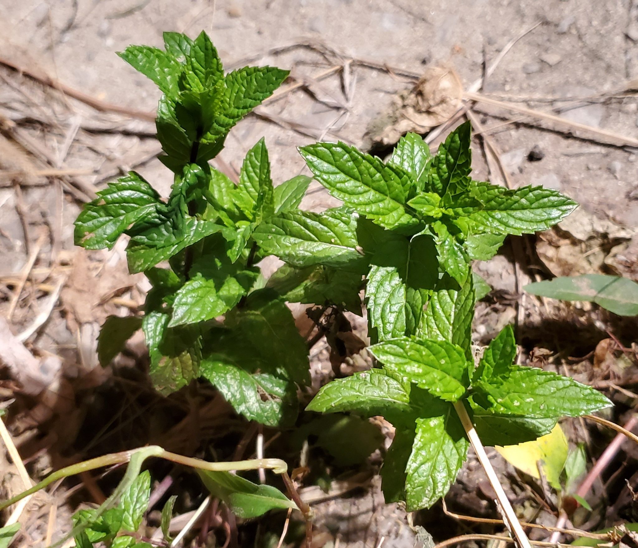 spearmint-seeds-world-seed-supply