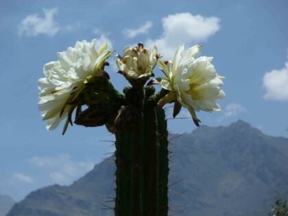 Trichocereus Peruvianus var Huancayo (Peruvian Torch) Seeds