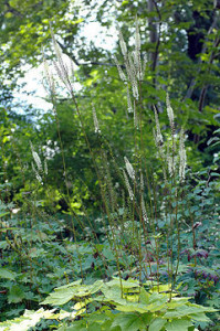 Cimicifuga Racemosa (Black Cohosh) Seeds