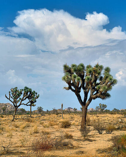 Yucca Brevifolia (Joshua Tree) Seeds