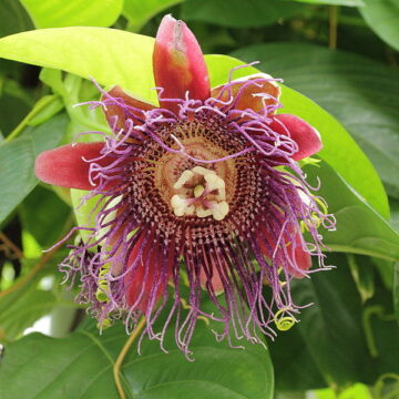 Passiflora Quadrangularis (Giant Grenadilla) - Live Plant