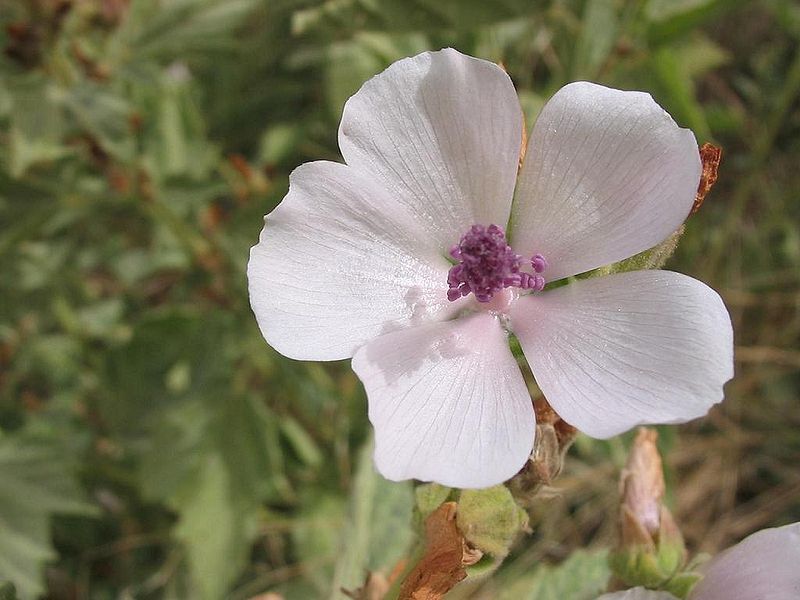 thumbnail image 2 of Black Marshmallow Plant Althaea Officinalis Malvaceae 2 of 14