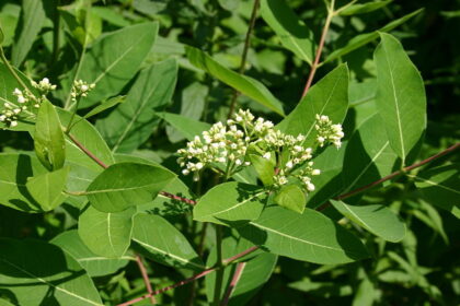 Apocynum Cannabinum (DOGBANE) Seeds