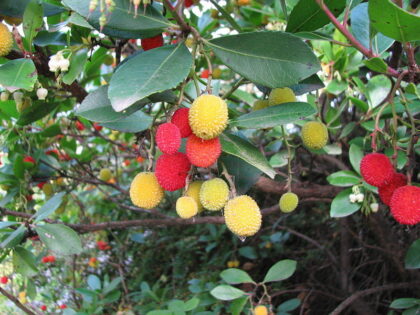 Arbutus Unedo (STRAWBERRY TREE) Seeds