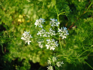 Coriandrum Sativum (CILANTRO / CORIANDER SEED) Seeds