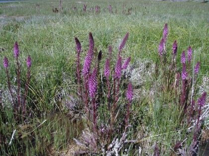 Pedicularis Groenlandica (Elephant's Head)  Seeds