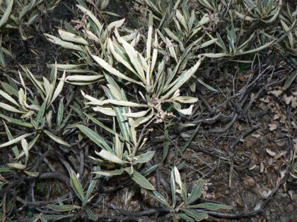 Eriodictyon Californicum (Yerba Santa) Seeds