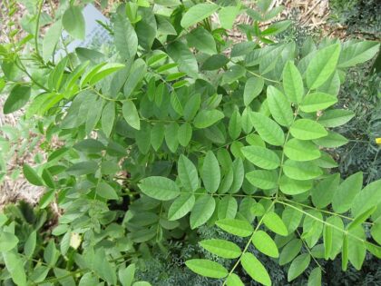 Glycyrrhiza Galabra (Licorice) Seeds