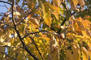 Diospyros Virginiana (AMERICAN PERSIMMON TREE) Seeds