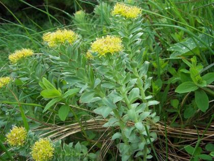 Rhodiola Rosea (Golden Root) Seeds