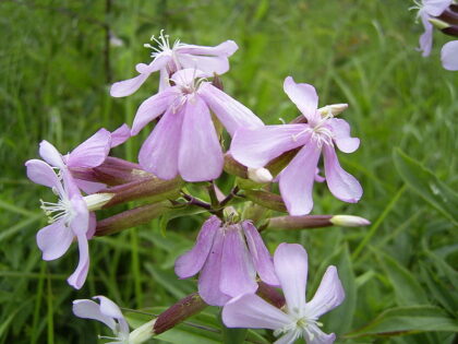 Saponaria Officinalis (Soapwort) Seeds