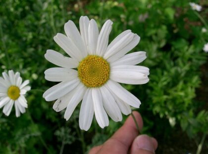 Tanacetum Cinerariifolium  (Pyrethrum) Seeds