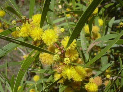 Acacia Confusa  (FORMOSA KOA) Seeds