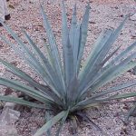how to dry tobacco leaves for smoking Tobacco Curing Methods