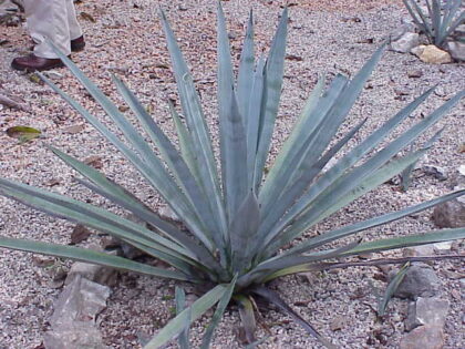 Agave Tequileana (WEBER'S BLUE AGAVE) Seeds