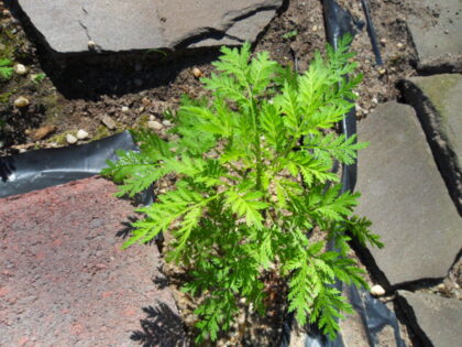 Artemisia Annua  (SAGEWORT) Seeds