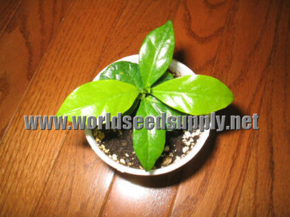 Coffea Kona (HAWAIIAN COFFEE) Seeds