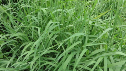 Phalaris Arundinacea (Reed Canary Grass) "Yugo Red" -Live Plant