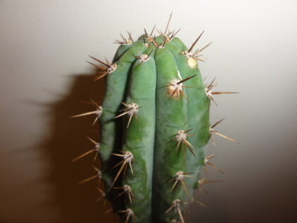 Trichocereus Macrogonus ?Ayacucho, Peru? (Big Mac Cactus) Seeds