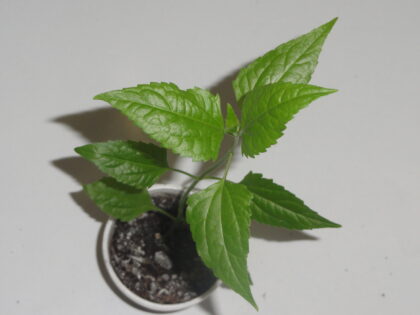 Calea Zacatechichi (Dream Herb) "Sweet Dreams" Clone - Live Plant