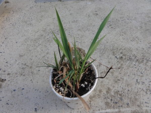 Phalaris Arundinacea (Reed Canary Grass) "Big Medicine" - Live Plant