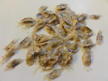 Tabebuia Impetiginosa (Pau D? Arco) Seeds