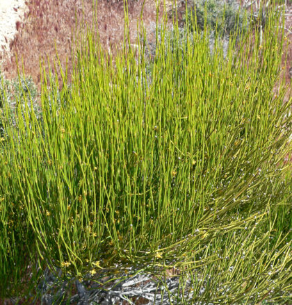 Ephedra Viridis (Green Mormon Tea) Seeds