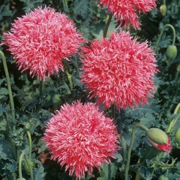 Papaver 'Peoniflorum Venus' Poppy Seeds