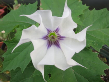 Datura Stramonium lilac Le Fleur (JIMSON WEED) Seeds