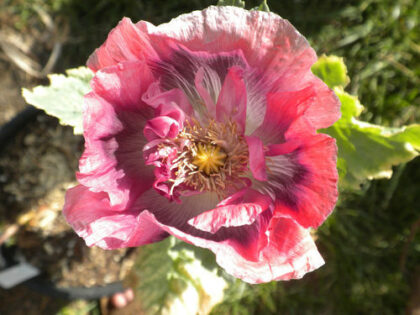 Papaver Somniferum (Turkish Blue Poppy) Seeds