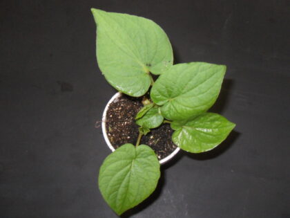 Piper Auritum (Rootbeer Plant / False Kava) - Live Plant