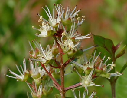 Lawsonia Inermis  (Henna) Seeds