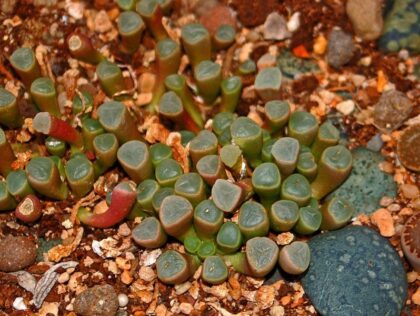 Lithops Salicola Seeds