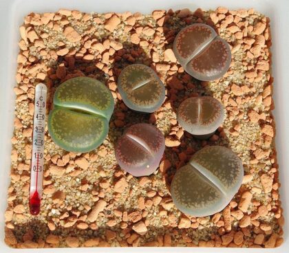 Lithops Aucampiae Seeds