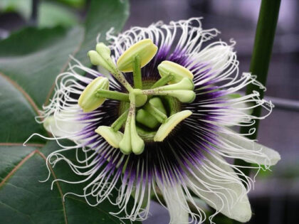 Passiflora Edulis (Passion Fruit) - Live Plant