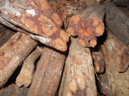 Banisteriopsis Muricata (Yage, Peruvian Red) Vine Segments