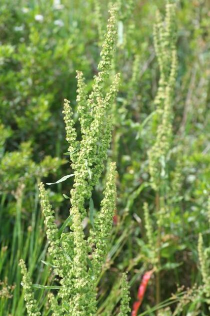 Rumex Crispus (Yellow Dock Root) Seeds