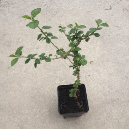 Sida Cordifolia (Bala) - Live Plant