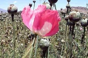 Papaver Somniferum (Tasmanian Red Poppy) Seeds