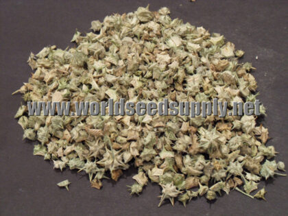 Tribulus Terrestris (Gokshura) Organic Seeds