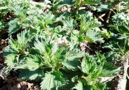 Urtica Urens (Dwarf Stinging Nettle) Seeds