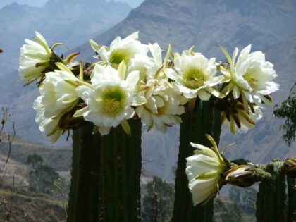 Trichocereus Peruvianus var Huancabamba (Peruvian Torch) Seeds