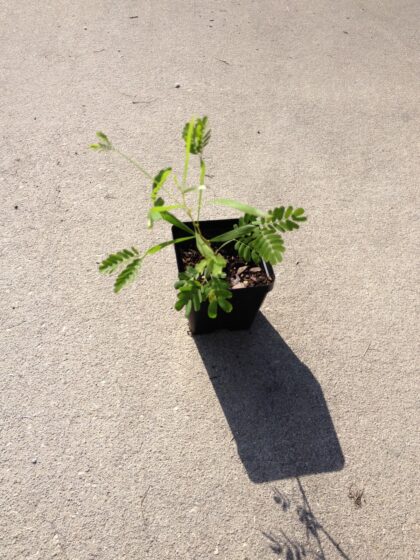 Acacia Maidenii (Maiden's Wattle) - Live Plant