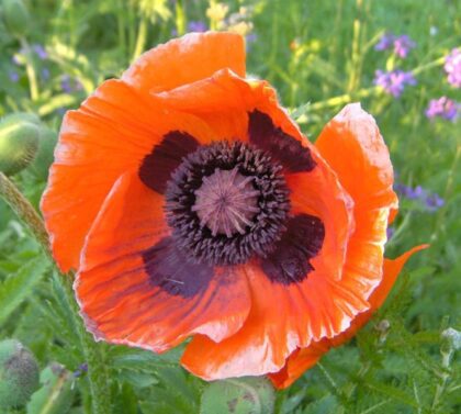 Papaver Orientale (Oriental Poppy) 10:1 Resin Extract