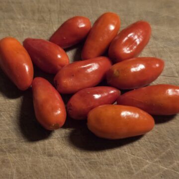 Capsicum Annuum var, Glabrisculum (Desert Tepin Pepper) Seeds