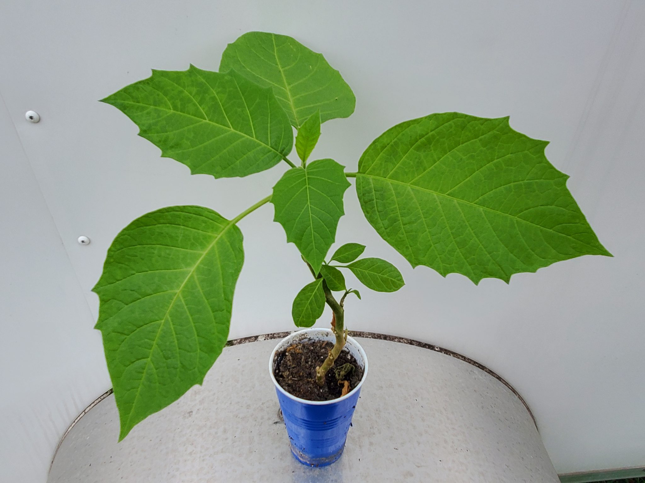 Yellow Brugmansia Suaveolens 